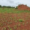 Plony dla sierot: zbiórka na zakup motopompy do nawadniania pól w DR Kongo - dożywianie głodnych dzieci pomoc Afryce jałmużna Adopcja Serca Adopcja Duchowa 01